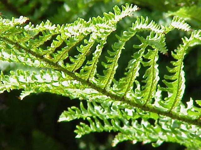 Dryopteris affinis 'Crispa'
