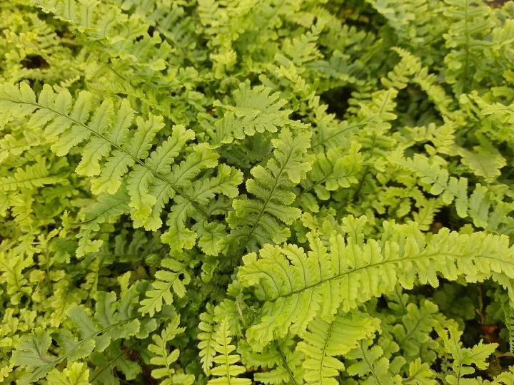Dryopteris affinis 'Cristata The King'