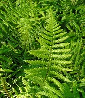 Dryopteris affinis