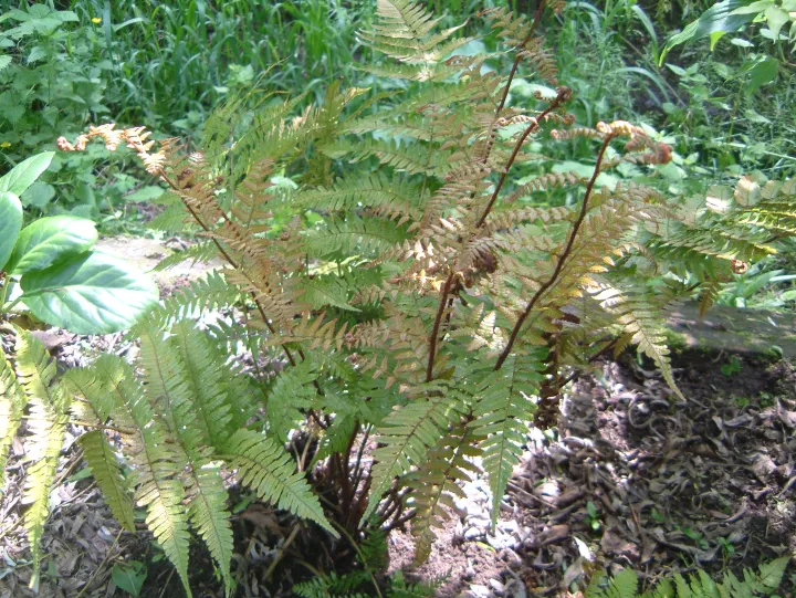 Dryopteris erythrosora