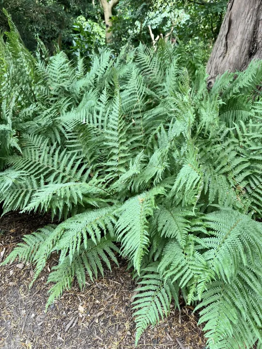 Dryopteris filix-mas