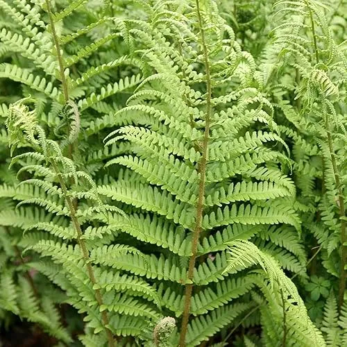Dryopteris filix-mas 'Mexica'