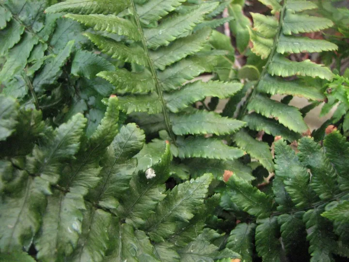 Dryopteris filix mas 'Lin Polydactyla'