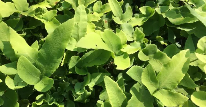 Dryopteris sieboldii