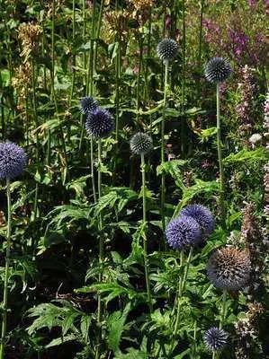 Echinops bannaticus 'Blue Globe'