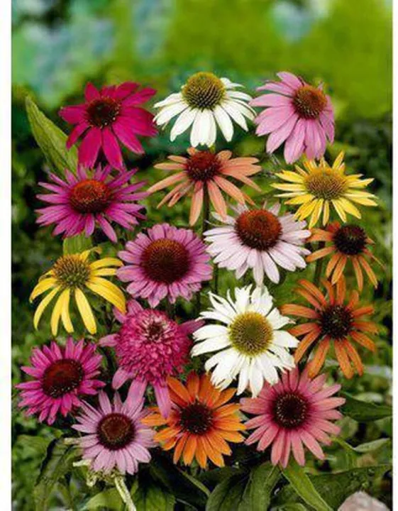 Echinacea mix