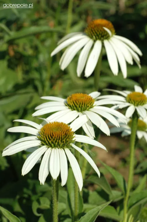 Echinacea purpurea 'Alba'