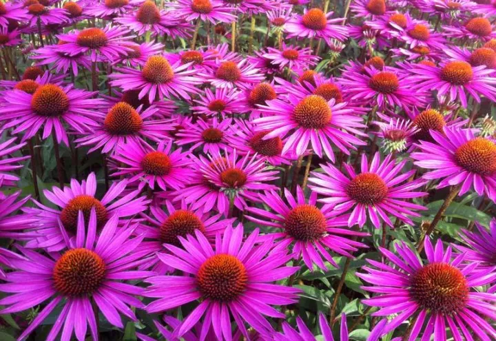 Echinacea purpurea 'Pica Bella'
