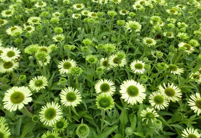 Echinacea purpurea 'Green Jewel'