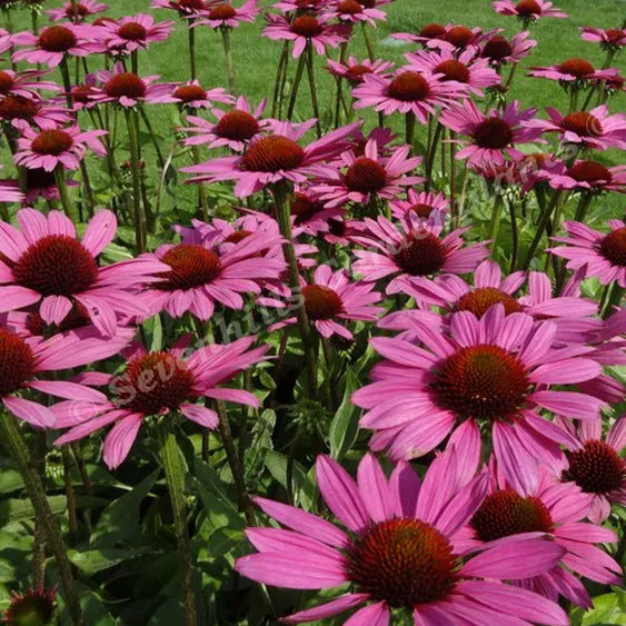 Echinacea purpurea 'Little Magnus'