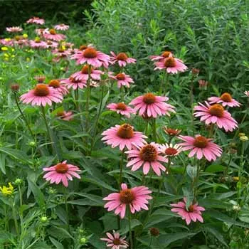 Echinacea purpurea 'Magnus'
