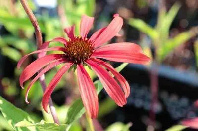 Echinacea purpurea 'Tomato Soup'
