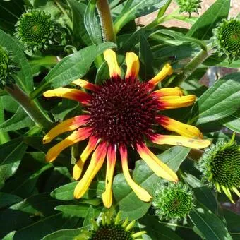 Echinacea purpurea 'Tequila Sunrise'