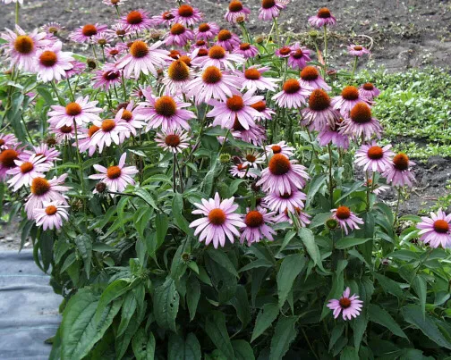 Echinacea purpurea