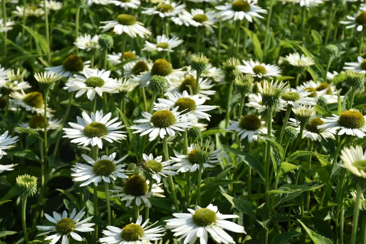 Echinacea purpurea 'Virgin'