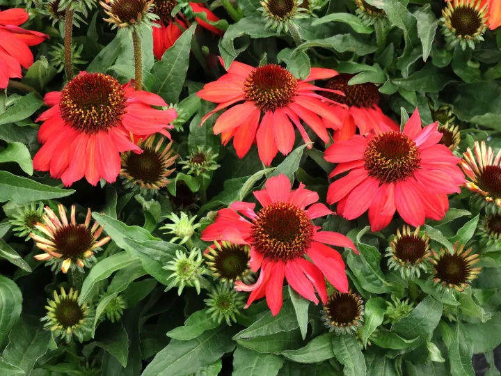 Echinacea purpurea 'Vintage Ruby' ®
