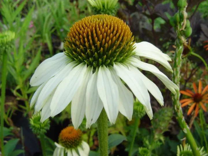 Echinacea purpurea 'White Swan' ®