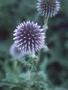 Echinops ritro