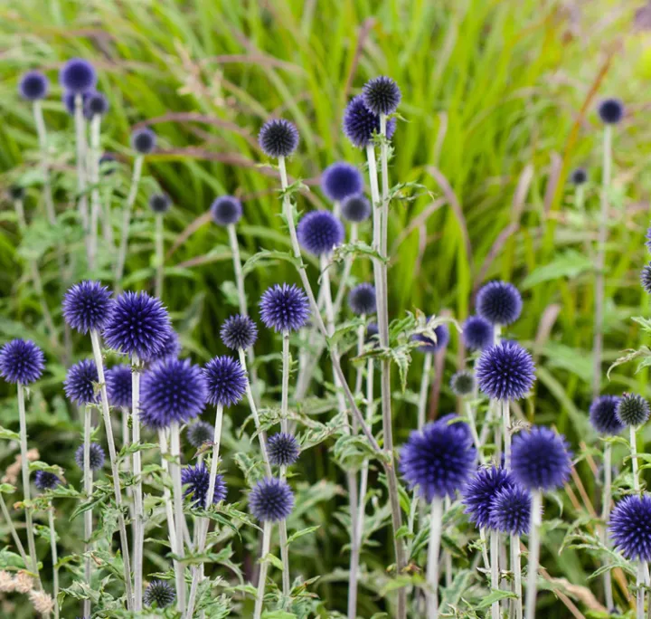 Echinops ritro 'Veitch's Blue'