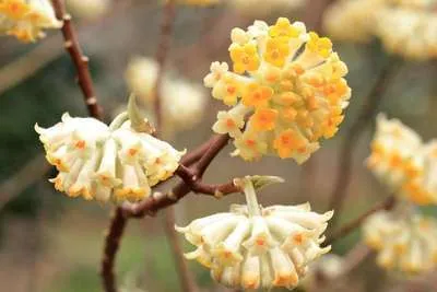 Edgeworthia chrysantha 'Grandiflora'
