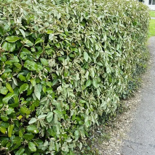 Elaeagnus ebbingei 'Compacta'
