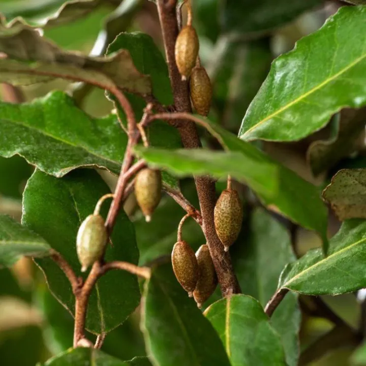 Elaeagnus ebbingei 'Compacta'