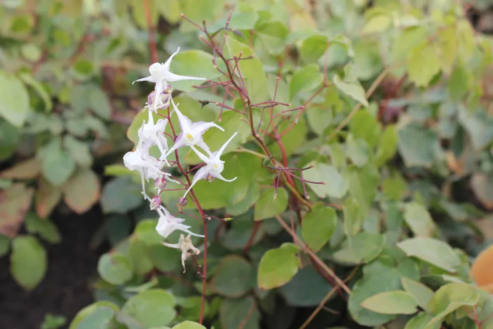 Epimedium grandiflorum 