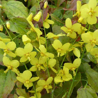 Epimedium perralchicum 'Frohnleiten'