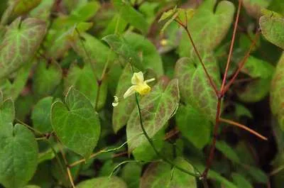 Epimedium versicolor (x) 'Sulphureum'