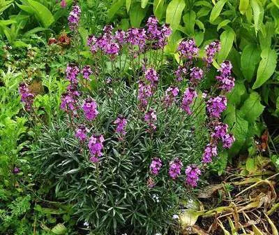Erysimum 'Bowles Mauve'