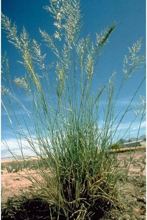 Eragrostis curvula