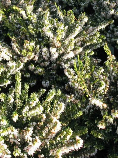 Erica darleyensis wit