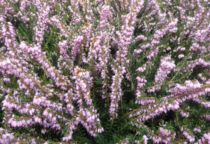 Erica darleyensis 'Ghost Hills'
