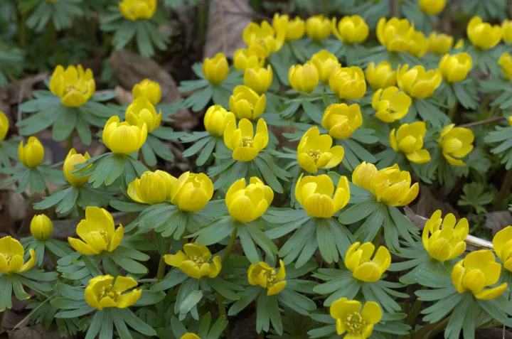Eranthis heymalis