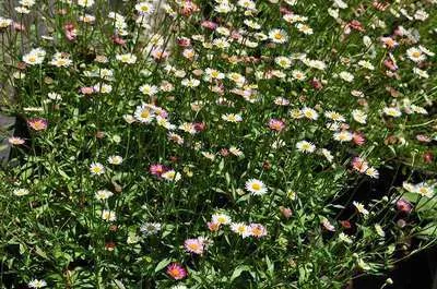 Erigeron karvinskianus 