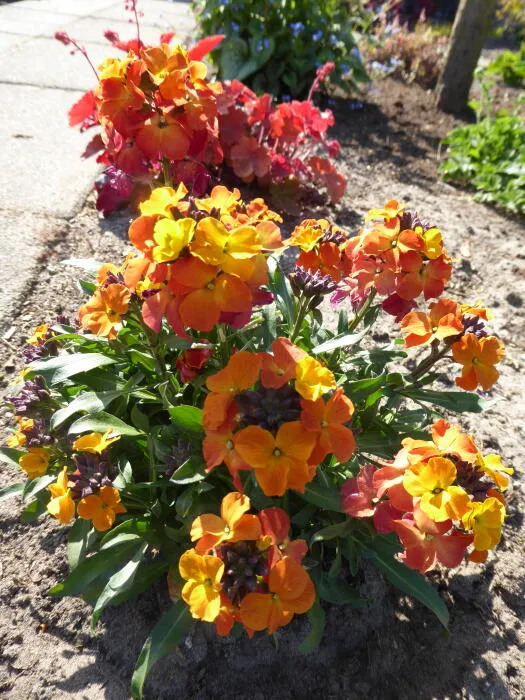 Erysimum 'Bowl Orange'