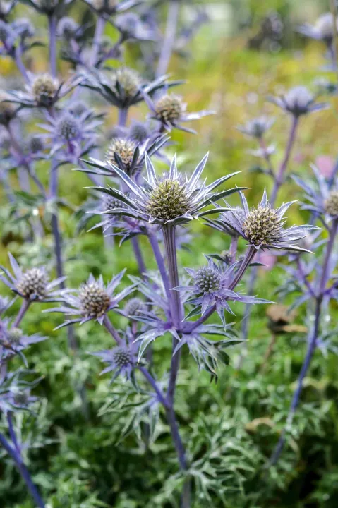 Eryngium bourgatii 'Pen Blue'