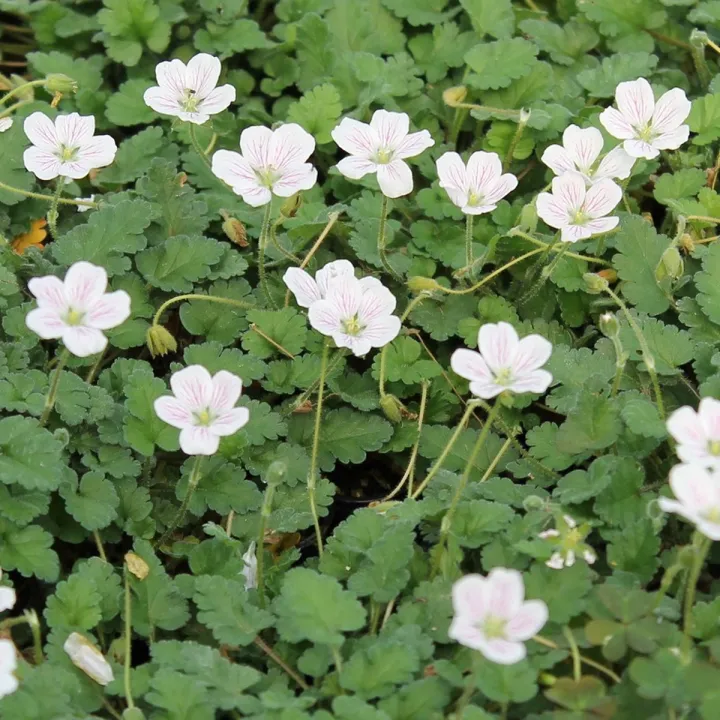 Erodium reichardii 'Album'