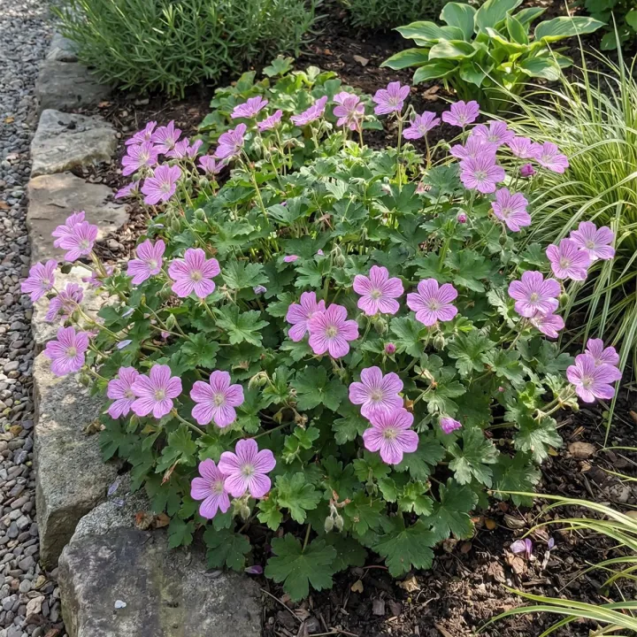 Erodium variabile (x) 'Bishop's Form'