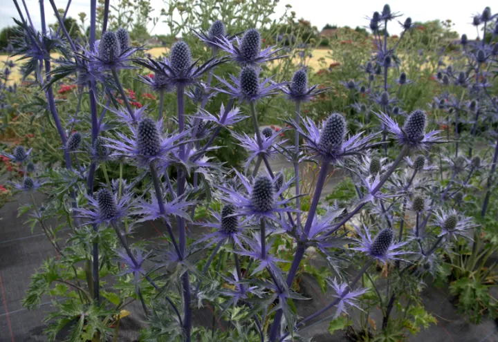 Eryngium zabelli 'Big Blue'