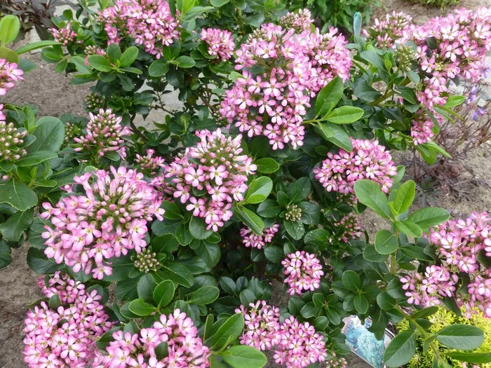 Escallonia 'Pink Elle'