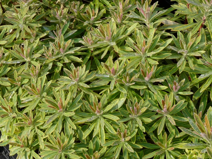 Euphorbia martinii (x) 'Ascot Rainbow'