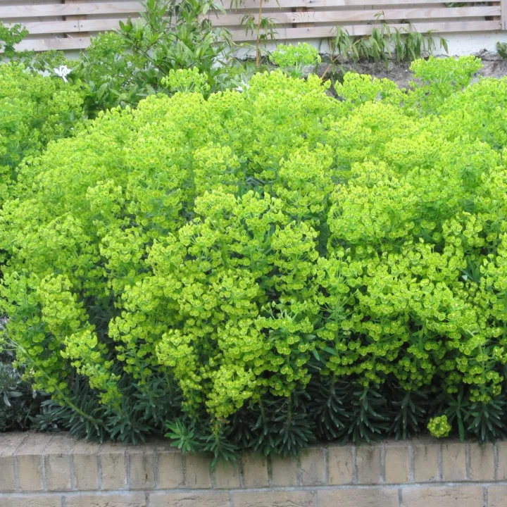 Euphorbia amygdaloides 'Robbiae'