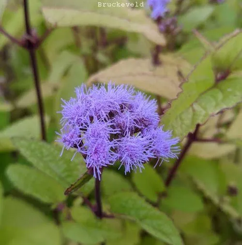 Eupatorium coelestinum