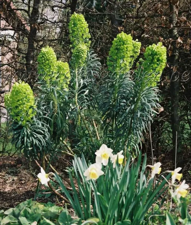 Euphorbia characias ssp. wulfenii