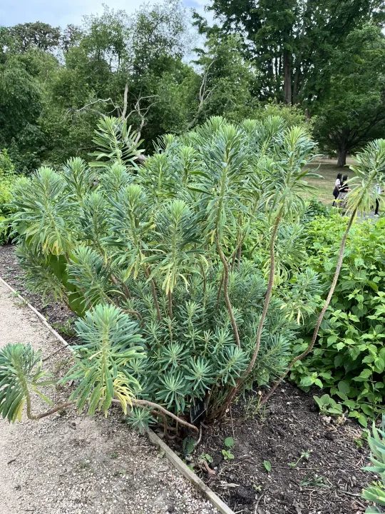 Euphorbia characias ssp. wulfenii