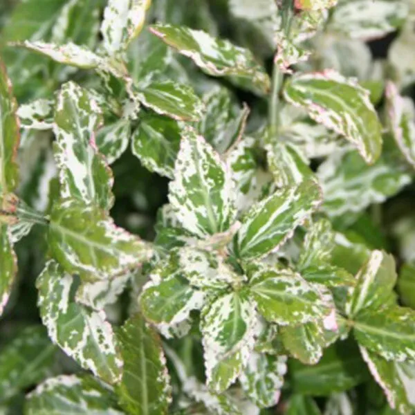 Euonymus fortunei 'Harlequin'