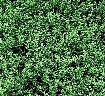 Euonymus japonica 'Microphyllus'