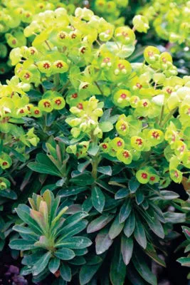 Euphorbia martinii (x)