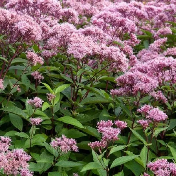 Eupatorium purp. 'Atropurpureum'